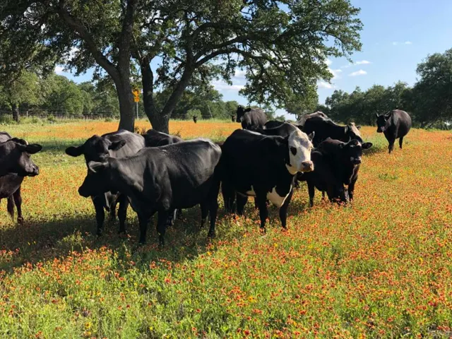 Poco Loco Ranch — Texas Hill Country guest ranch in Boerne